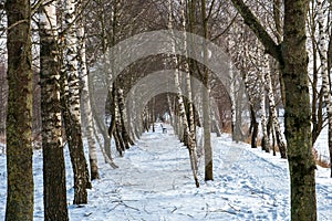 Birch grove winter landscape on a sunny frosty day. A beautiful park away from the hustle and bustle of the city, a quiet and cozy