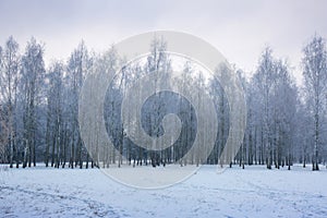 Birch grove on a winter morning