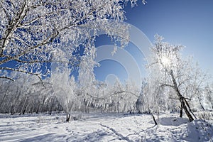 Birch Grove winter sunny day