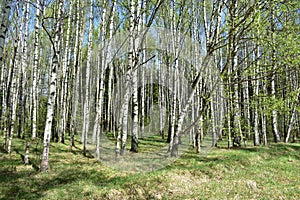 Birch grove. wooded area. Landscape. Green grass. Blue sky. The clouds