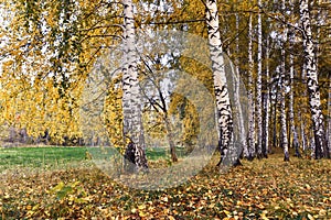 Birch grove with yellow leaves in cloudy autumn day