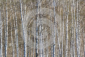 Birch grove with young foliage on a sunny spring day