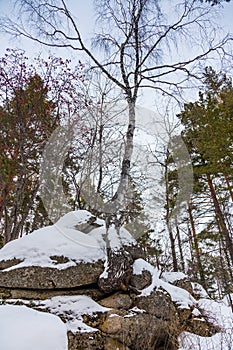 Birch growing from stones near Belokurikha, Altai, Russia