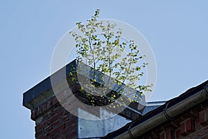 a birch grows out of a brick building