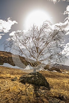 Birch grows from stone