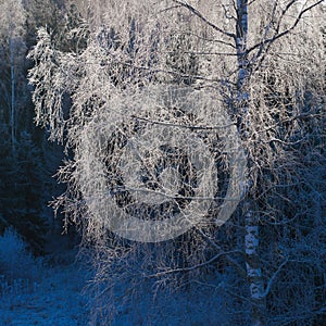 Birch in hoarfrost