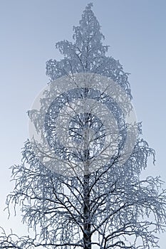 Birch in hoarfrost