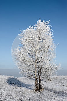 Birch, hoarfrost and space