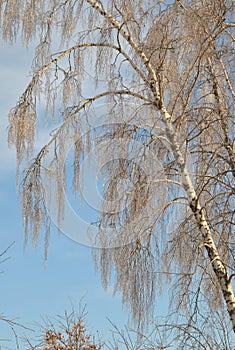 Birch with iced branches on a clear winter blue sky background
