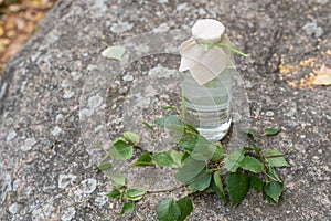 Birch juice in a glass bottle with birch branches and leaves with a lid made of linen fabric