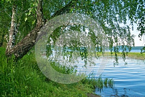 Birch on lake shore