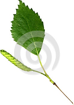 Birch leaf