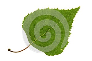 Birch leaf