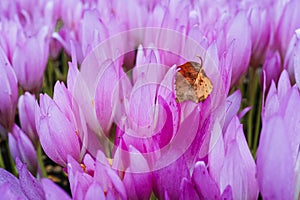 Birch leaf and autumn crocuses