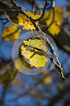 Birch leaf on a branch, in the rays of a bright sun