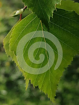 Birch leaf in a bright color.