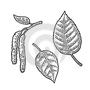 Birch leaf and buds. Vector vintage engraved illustration.