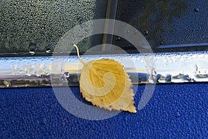 Birch leaf on car