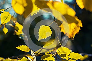 Birch leaf close up against a blurred background