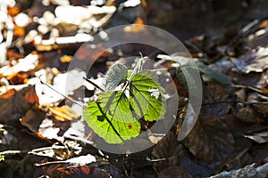 Birch leaf in detail