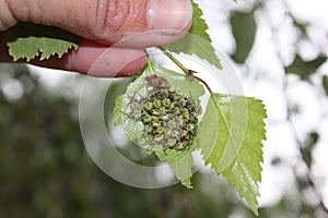 On a birch leaf is a family of green beetles