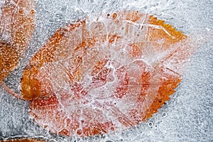 Birch leaf frozen in the ice