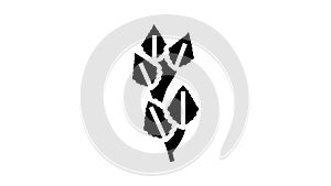 birch leaf glyph icon animation