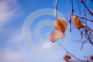 Birch leaf in the ice on the sky background