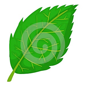 Birch leaf icon, cartoon style