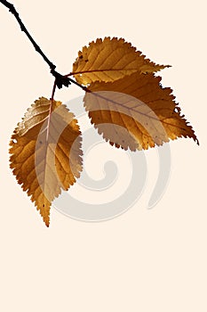 Birch leaf isolated