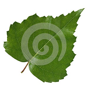 Birch leaf isolated on white background.