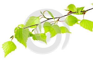 Birch leaf isolated on a white background