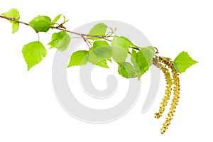 Birch leaf isolated on a white background