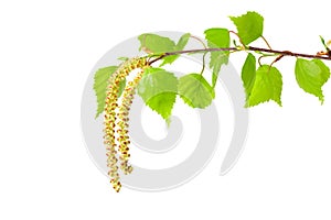 Birch leaf isolated on a white background