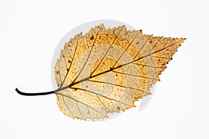 Birch Leaf with Through Light