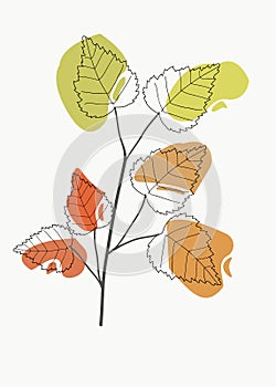 birch leaf outline020722