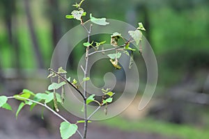 Birch Leaf-roller or Birch Leafroller (Deporaus betulae, Deporaus populi), leaf roll