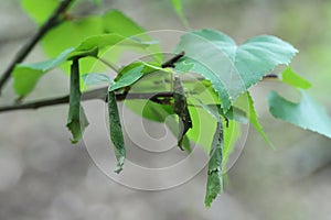 Birch Leaf-roller or Birch Leafroller (Deporaus betulae, Deporaus populi), leaf roll
