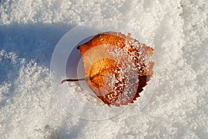 Birch leaf on a snow.