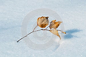 Birch leaf on snow