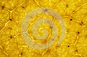 Birch leaf under the microscope