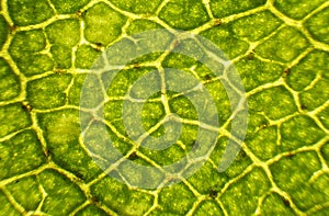 Birch leaf under the microscope