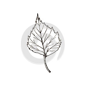 Birch leaf. vintage engraved illustration. Isolated on white background birch autumn drawing leaf. Isolated object. Hand drawn