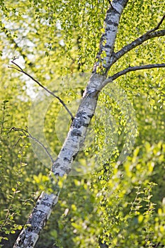 Birch leafs in the forest with summer sun