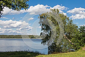 Birch leaning to the lake. Stropskoe Lake, Daugavpils, Latvia