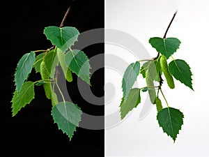 Birch leaves