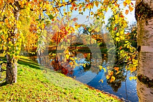 Birch leaves in autumn in Alexander park, Pushkin Tsarskoe Selo, Saint Petersburg, Russia