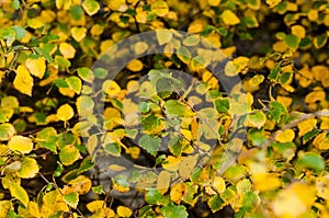 Birch leaves in autumn colour