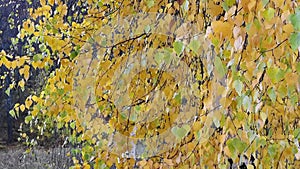 Birch leaves, autumn season