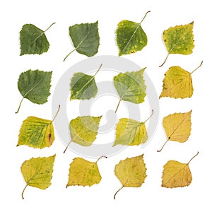 Birch Leaves Collection